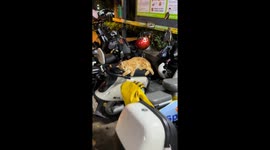 Cat lovingly greets the author then accidentally falls off motorcycle seat in Guangdong, China