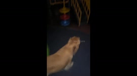 Golden retriever joyfully slides down playground slide in Jiangxi, China