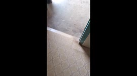 Cat comes to the rescue catching mice in Hunan, China