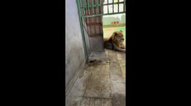 Worker playfully teases sleepy lion in Liaoning, China