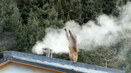 Tibetan macaque tries to grab smoke rising from rooftop