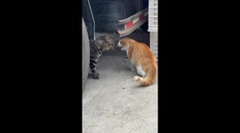 Two cats loudly argue then fight in Inner Mongolia, China