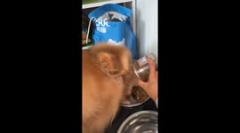 Golden retriever eagerly devours Chunfu dog food in Henan, China