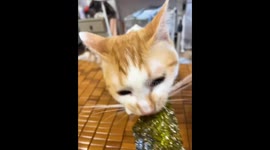 Cat enjoys nori treat in Jiangxi, China