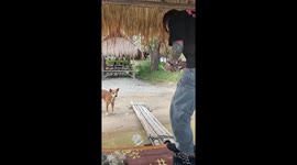 Man nearly bitten while feeding dog in Huay Tung Tao, Thailand