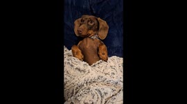 Adorable puppy snuggles on couch