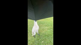 Cockatoo Playfully Hangs From Umbrella