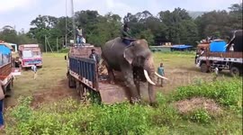 Massive Operation Underway to Capture Elephants After Fatal Attacks Near Sringeri