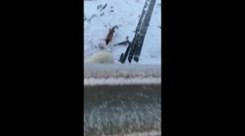 Polar Bear Jumps Through Old Weather Station Window