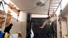 Cat mirrors young owner by climbing rope at home