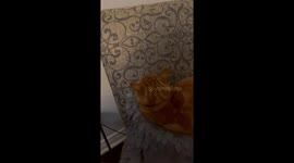 Cat Is Occupied With Staring At Nothing