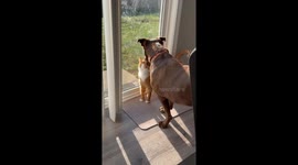 Cat Crushes On Labrador