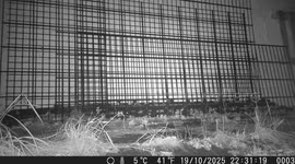 Trail Cam Surprise! Nature's Unexpected Flood Unleashed