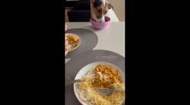 Good Boy Eats At The Table