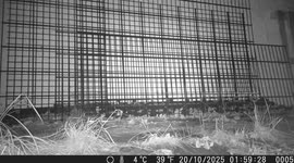 Marten Caught on Trail Camera – Rare Wildlife Sighting!