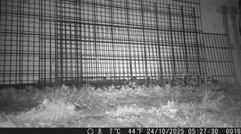 Mouse Triggers Trail Camera – Unexpected Wildlife Moment!