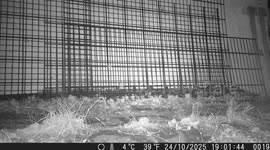 Mouse Triggers Trail Camera – Unexpected Wildlife Moment!