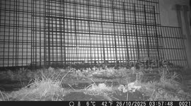 Mouse Triggers Trail Camera – Unexpected Wildlife Moment!