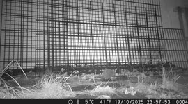 Hedgehog Caught on Trail Camera – Rare Nocturnal Visitor!