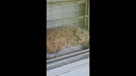 Cat Cozies Up in Window to Sunbathe