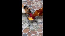 Cat and Chicken Besties Eat Lunch Together