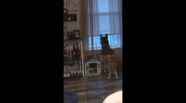 Creepy Phenomena Continue! Dog Alerted by Unknown Presence Outside!