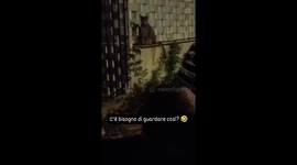 the cat stares at me