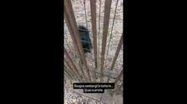 small dog with dead batteries lol