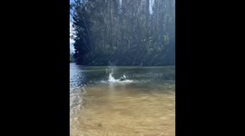 Dog Helps Himself Out Of Water