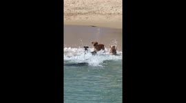 Playful Dogs Interact With a Sea Lion on the Beach