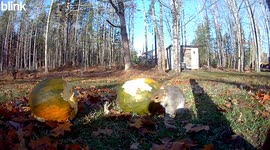 Squirrel's Pumpkin Feast: An Adorable Autumn Harvest Moment