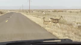 US: Mule Deer Cross Roads At Dusk As Wildlife Activity Increases In Colorado