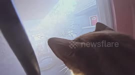 US: Two Cats Pulled From Flames In Daring Santa Ana Fire Rescue