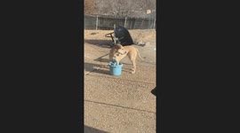 Dog struggles to lift bucket with leg stuck in it in Arkansas City, Kansas, USA