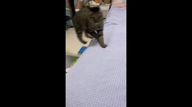 Cat hops playfully across beds in Henan, China