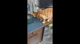 Cat struggles to cross spiked table cover in Heilongjiang, China