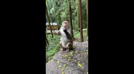 Monkey swiftly swallows fruits one after another in Hunan, China