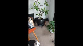 Cats amusingly circle a large plant vase in Hubei, China