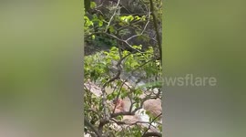 Couple arrested over outdoor sex at waterfall beauty spot on Thai island