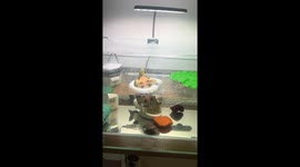 Caramel Red-eared Slider turtle relaxes on floaters in Beijing, China