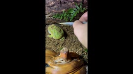 Pacman frog reacts amusingly when disturbed in soil in Guangdong, China