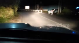 Mother bear helps cub climb back to the forest in Minakami, Japan