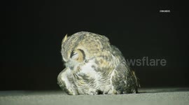 US, Los Angeles: Simi Valley Injured Owl Causes Traffic Hazard On 118 Freeway