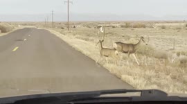 Mule deer ambles across road in Colorado