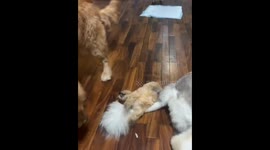 Playful golden retriever accidentally falls on puppy in Hunan, China