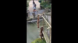 Monkey hangs playfully from bamboo pole at Everland in Yongin-si, South Korea