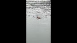 Cat shows surprising swimming skills in Henan, China