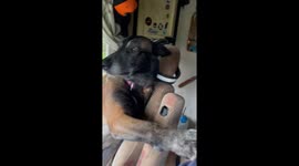 Dog rests paw on owner while traveling by car in Lot-et-Garonne, France