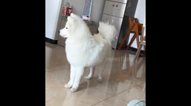Samoyed dog howls in response to ringing phone in Shandong, China