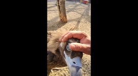 Curious vulture interacts adorably with caretaker in Tangshan, Hebei, China